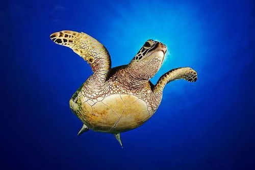 珍惜海洋資源，守護生命之藍——寫在6.8世界海洋日暨全國海洋宣傳日